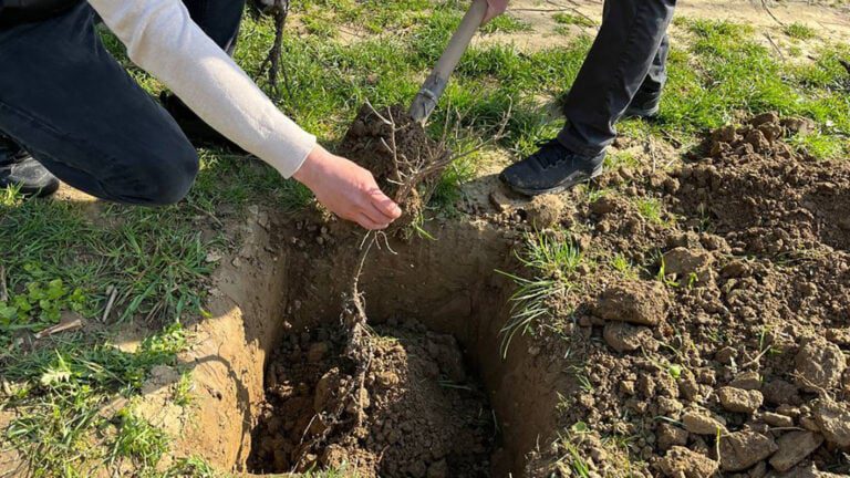 Закарпатці масово висаджують квіти і дерева