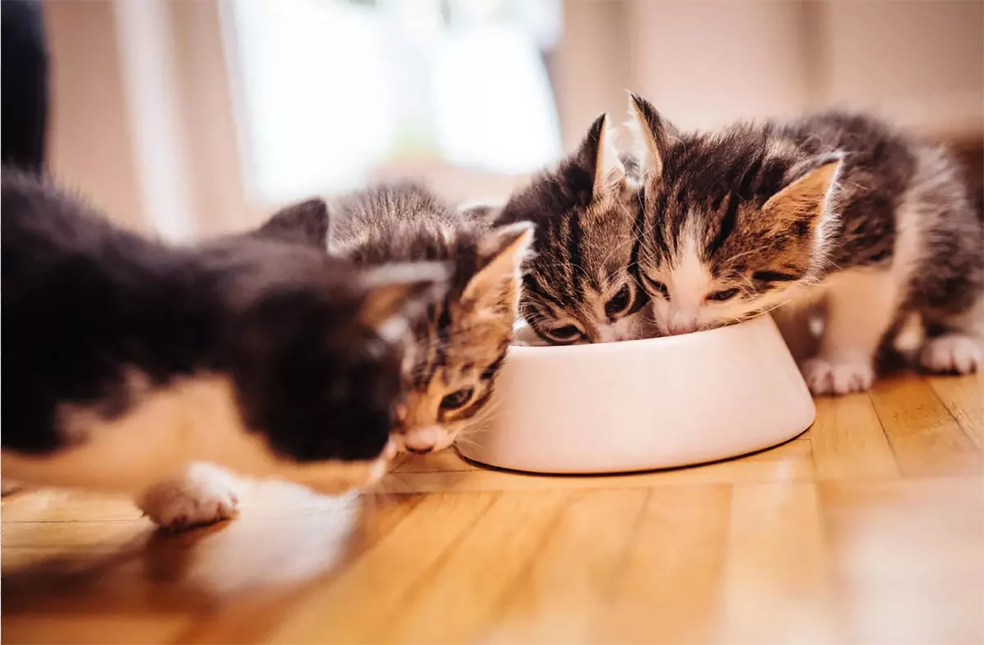 Ветеринари розповіли кілька фактів про кішок, які допоможуть вам їх краще розуміти