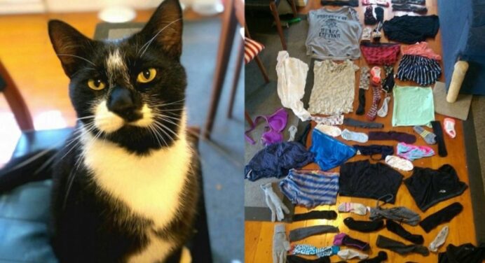 Коти й собаки теж страждають на клептоманію: щодня тягнуть додому все підряд з сусідських обійсть 