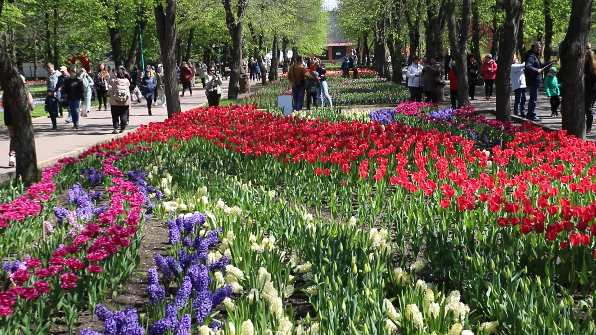 Майже 4 мільйони тюльпанів висадили у Дендропарку Кропивницького