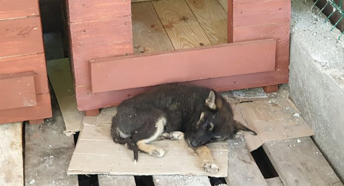 Небайдужі кропивничани привезли з Херсона постраждалих від підтоплення тварин: не лише собаки й коти 