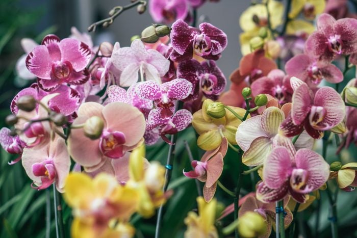 При гарному догляді орхідеї будут довго квітнути