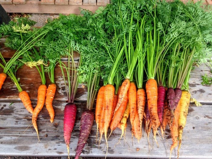 Як зберігати моркву на грядці взимку?