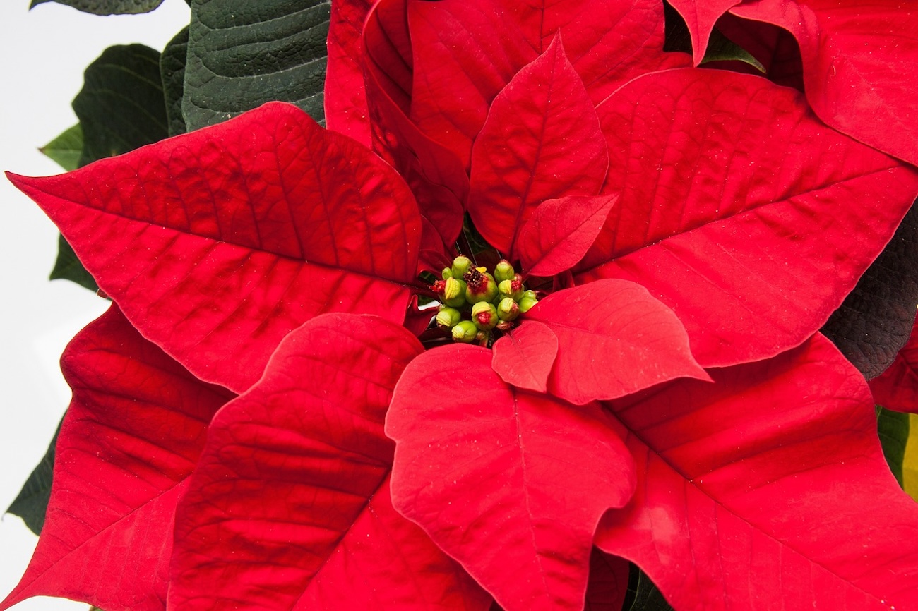 Флористи підказали, якими 3 рослинами варто прикрасити дім на Різдво