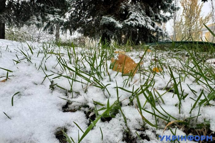 Трава під сніжним покривом/Фото: Укрінформ