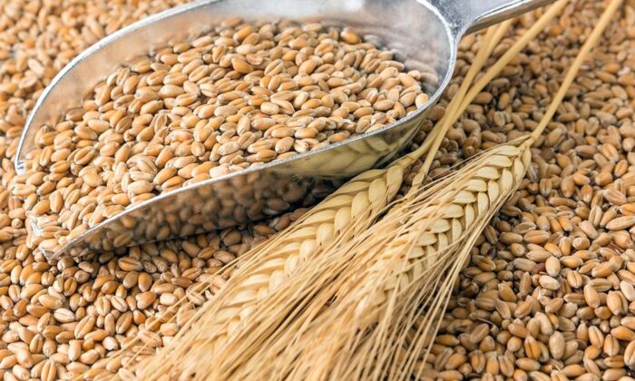 Якщо 14 листопада пішов дощ - наступного року буде великий врожай пшениці 