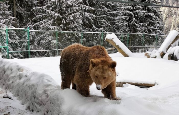 Ведмідь Балу тепер живе в національному парку Синевир 