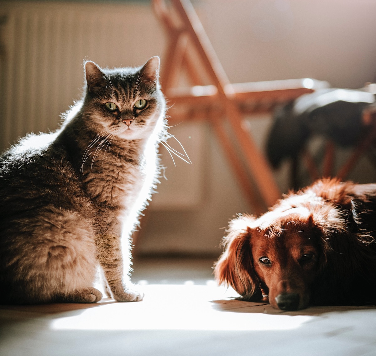 Як подружити кота з собакою: поради зоопсихологів