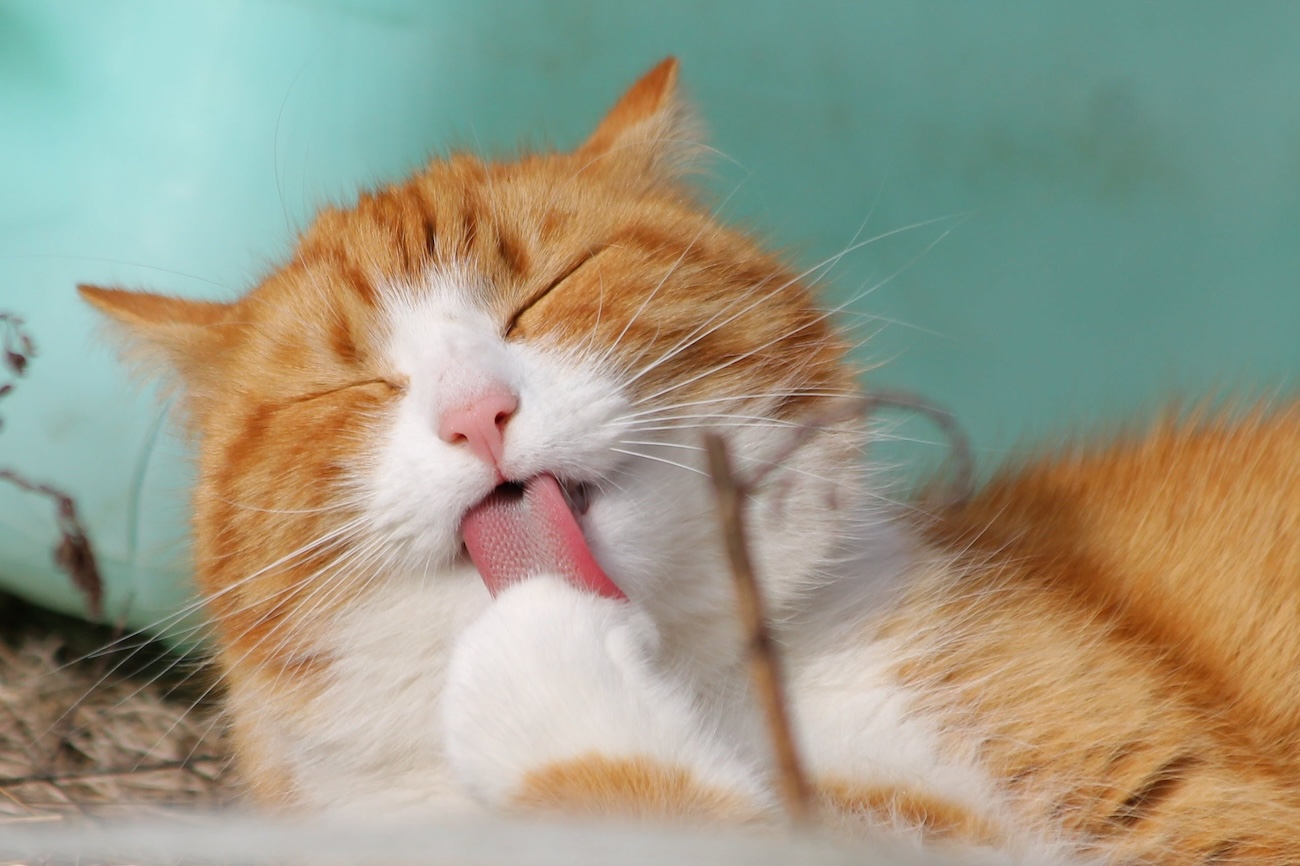 Ветеринари спростували 7 найпопулярніших міфів про котів