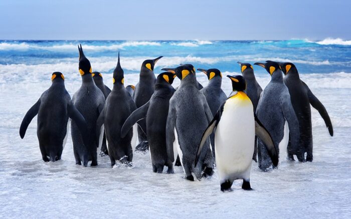 Танці від полярних пінгвінів в Антарктиці