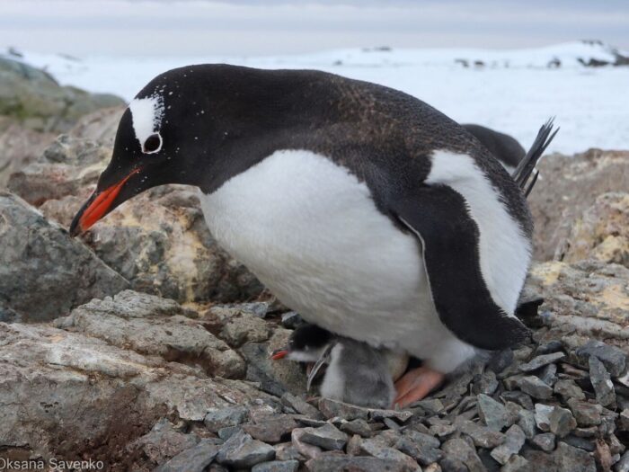 Пінгвіни в Антарктиді станцювали посеред айсбергу