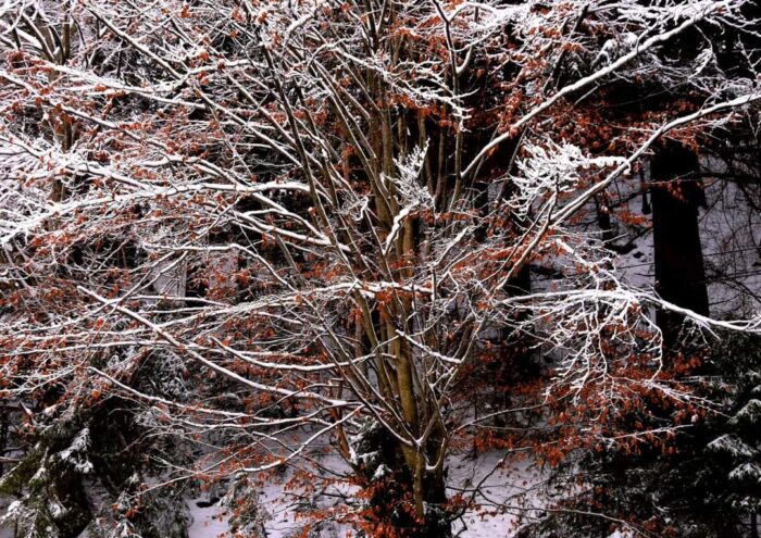 Зимова казка/Фото: Facebook, Національний природний парк Синевир 