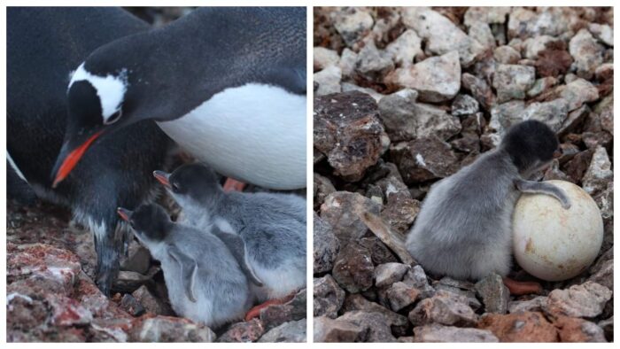 Біля антарктичної станції "Академік Вернадський" народились 8 пінгвінят