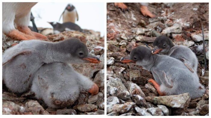 Маленькі пінгвіни народились в Антарктиді