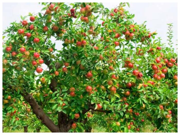 Дерево яблуня