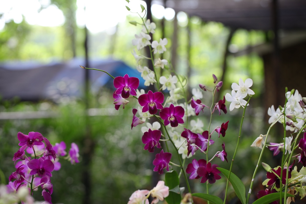 Квітникарі розповіли секрет по догляду за орхідеєю: коли та як поливати