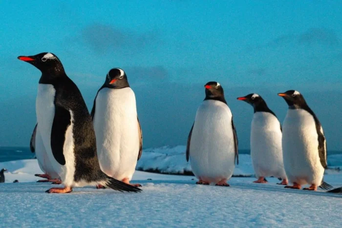 Новонароджене пінгвінятко в Антарктиді проїхалось по сніжку на животику: кумедне відео