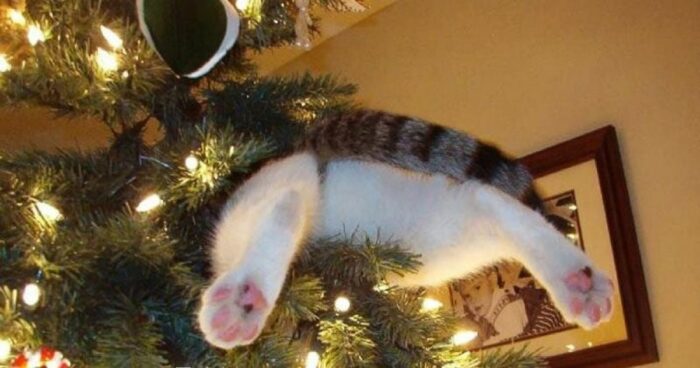 Кіт і ялинка: як захистити пухнастика від удару струмом і зберегти новорічне дерево