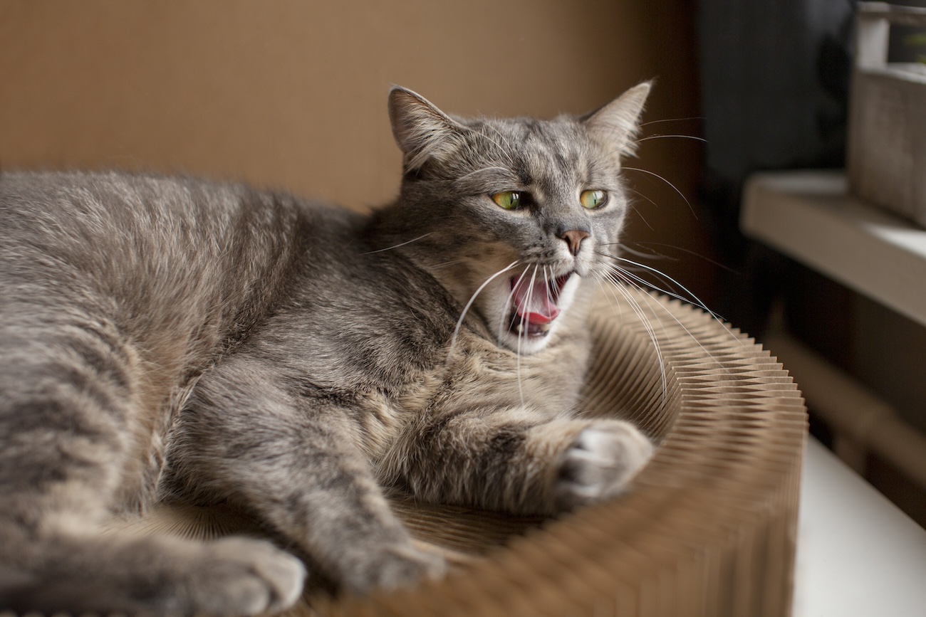 Ветеринари розповіли, чому коти часто позіхають біля господарів