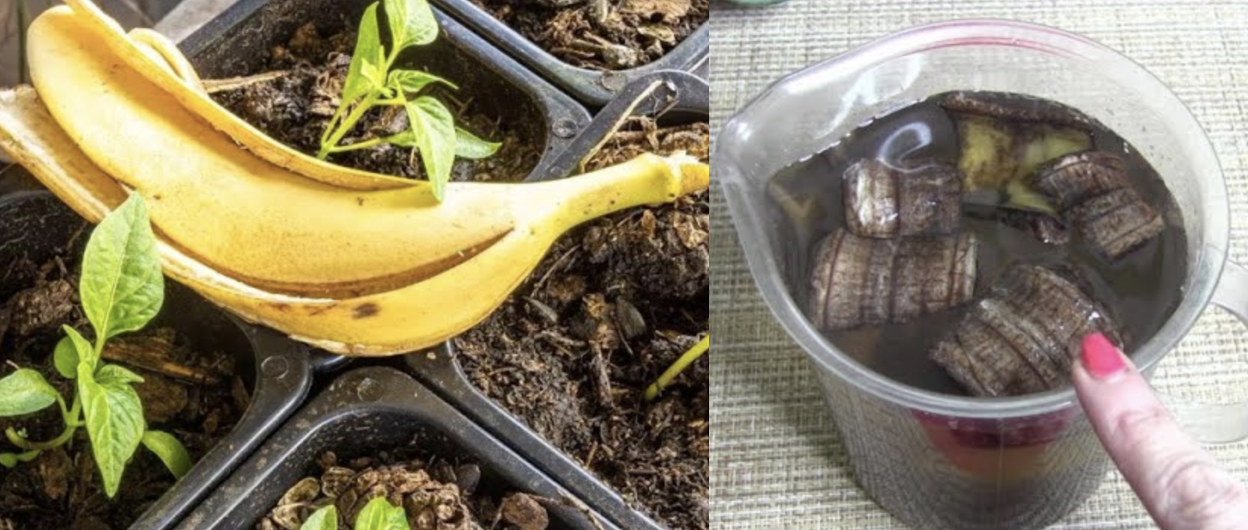 Як зробити добриво для кімнатних і городних рослин із бананової шкірки