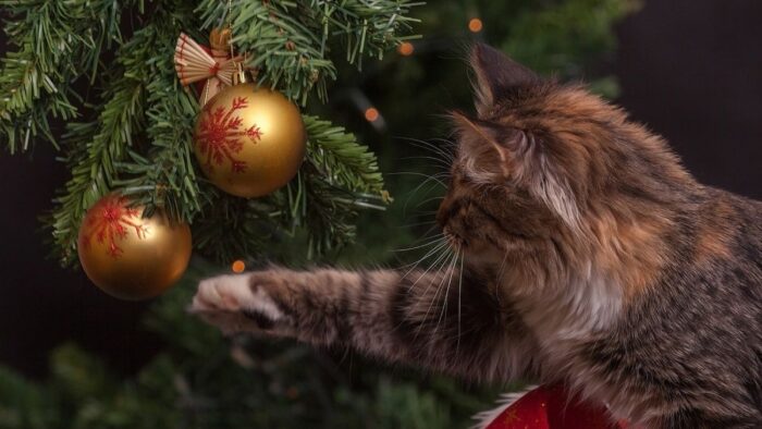 Чому котики намагаються перекинути новорічну ялинку - пояснення ветеринарів