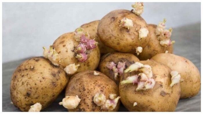 Як правильно зберігати посівну картоплю, щоб вона не проросла раніше сроку