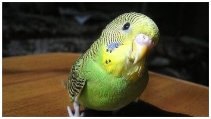 Веселі історії зі світу тварин: Хитрий папужка 