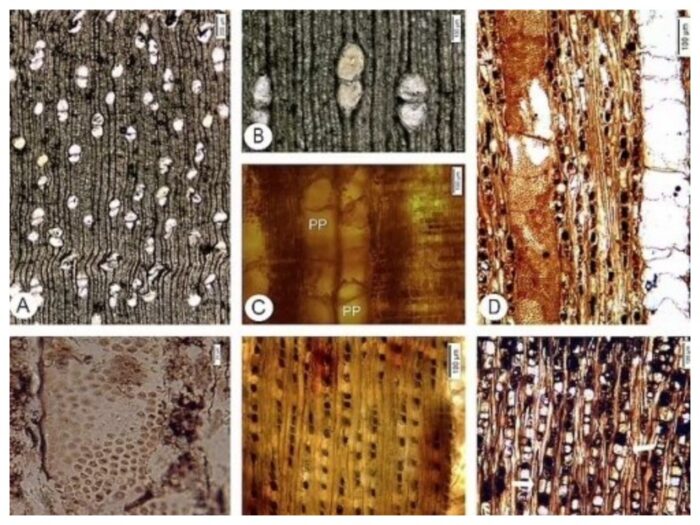 Вчені розрізали частини скам'янілої деревини і розглянули їх під мікроскопом