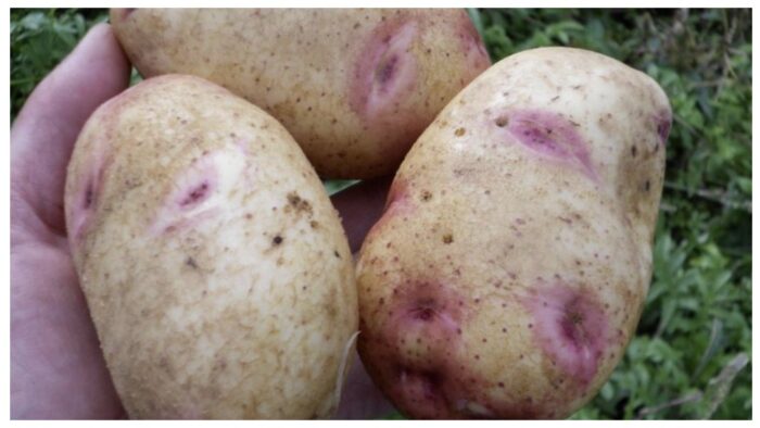 Синьоока картопля - найкращий сорт для пюре і запіканок
