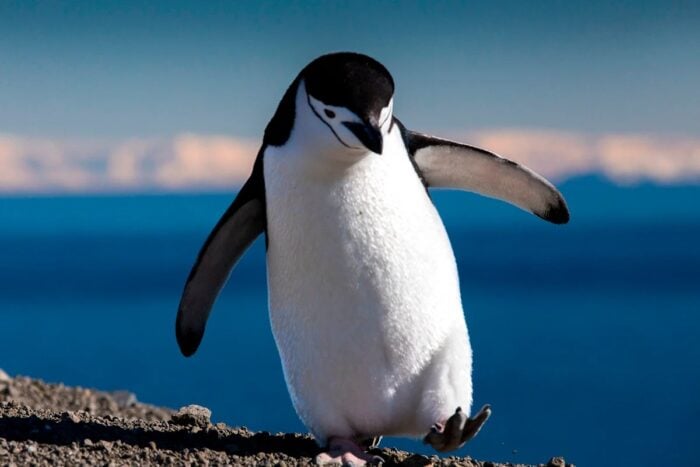 Пінгвінятко з Антарктики відкрило веселі старти у перший день Нового Року 