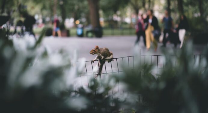 Нахабна білка вкрала шматок піци та всілася поласувати ним на даху будинку: кумедне відео 