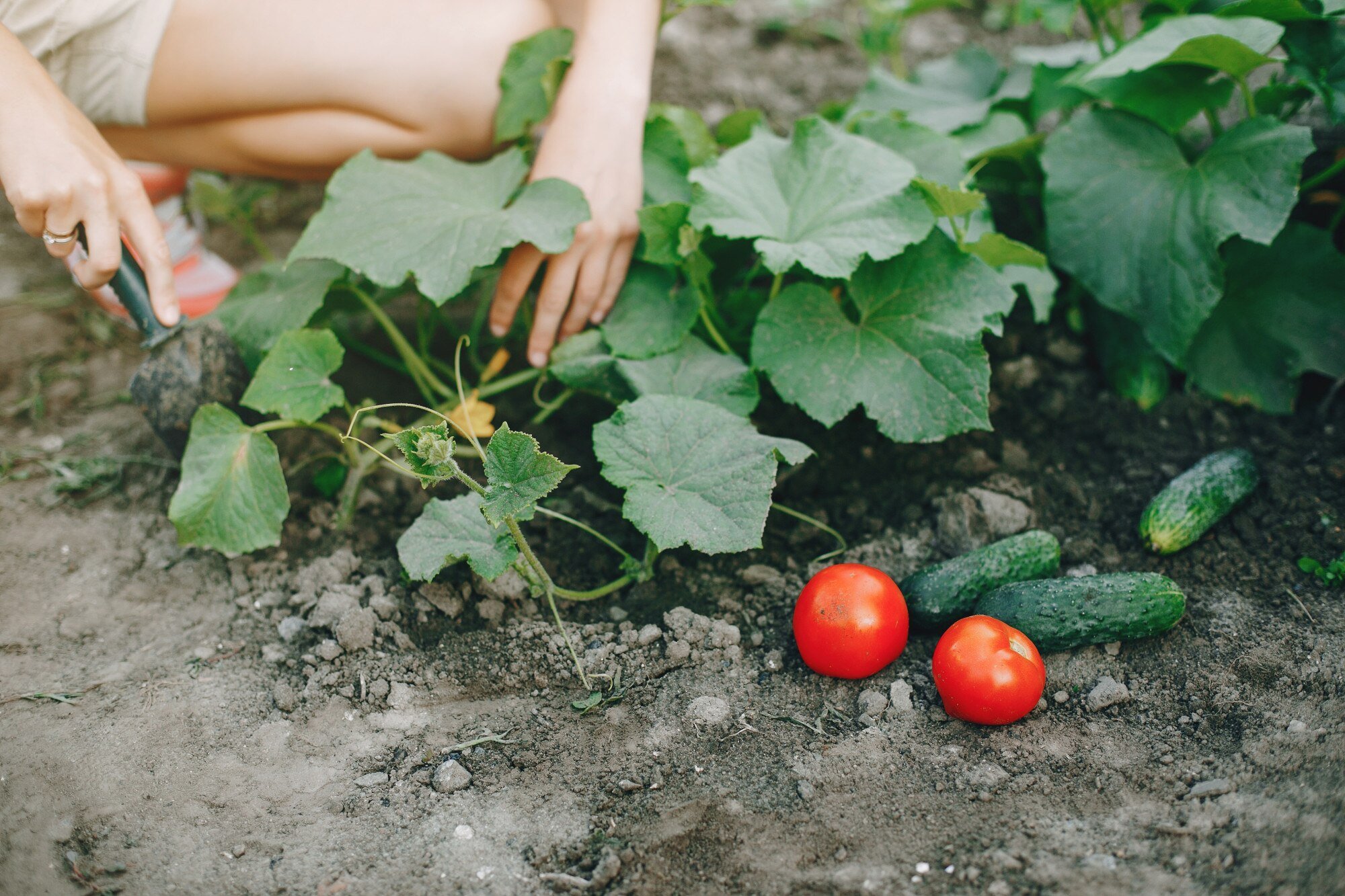 Садівники розповіли, як вирощувати великі помідори на городі