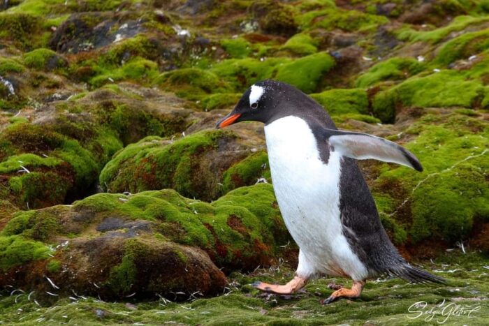 Антарктичний пінгвін посеред зелених пейзажів