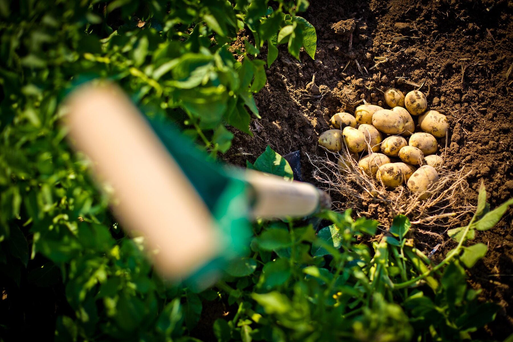 Експерти розповіли, за якою системою потрібно садити картоплю