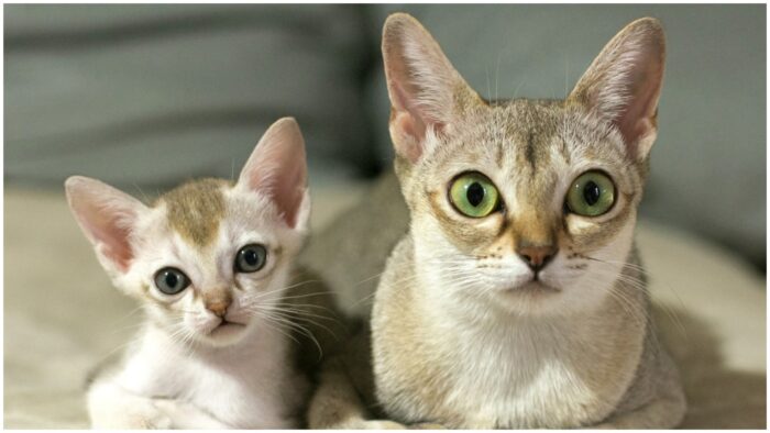 Кішки-довгожителі: Сінгапурська кішка