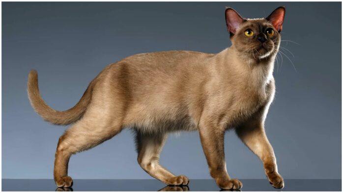 Кішки-довгожителі: Бурманська кішка