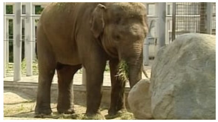 Слону Хорасу з Київського зоопарку виповнилося 19 років