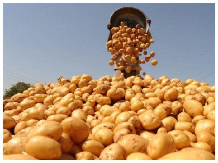 Щоб врожай картоплі був великим, в лунки при посадці треба закласти певні добрива