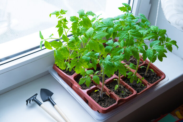 Фітоспорином добре обробляти насіння томатів від грибку та бактерій