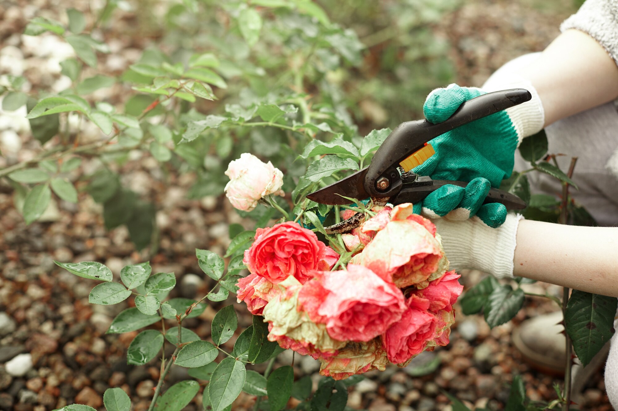 Експерти поділились, як правильно підготувати кущі троянд після зими