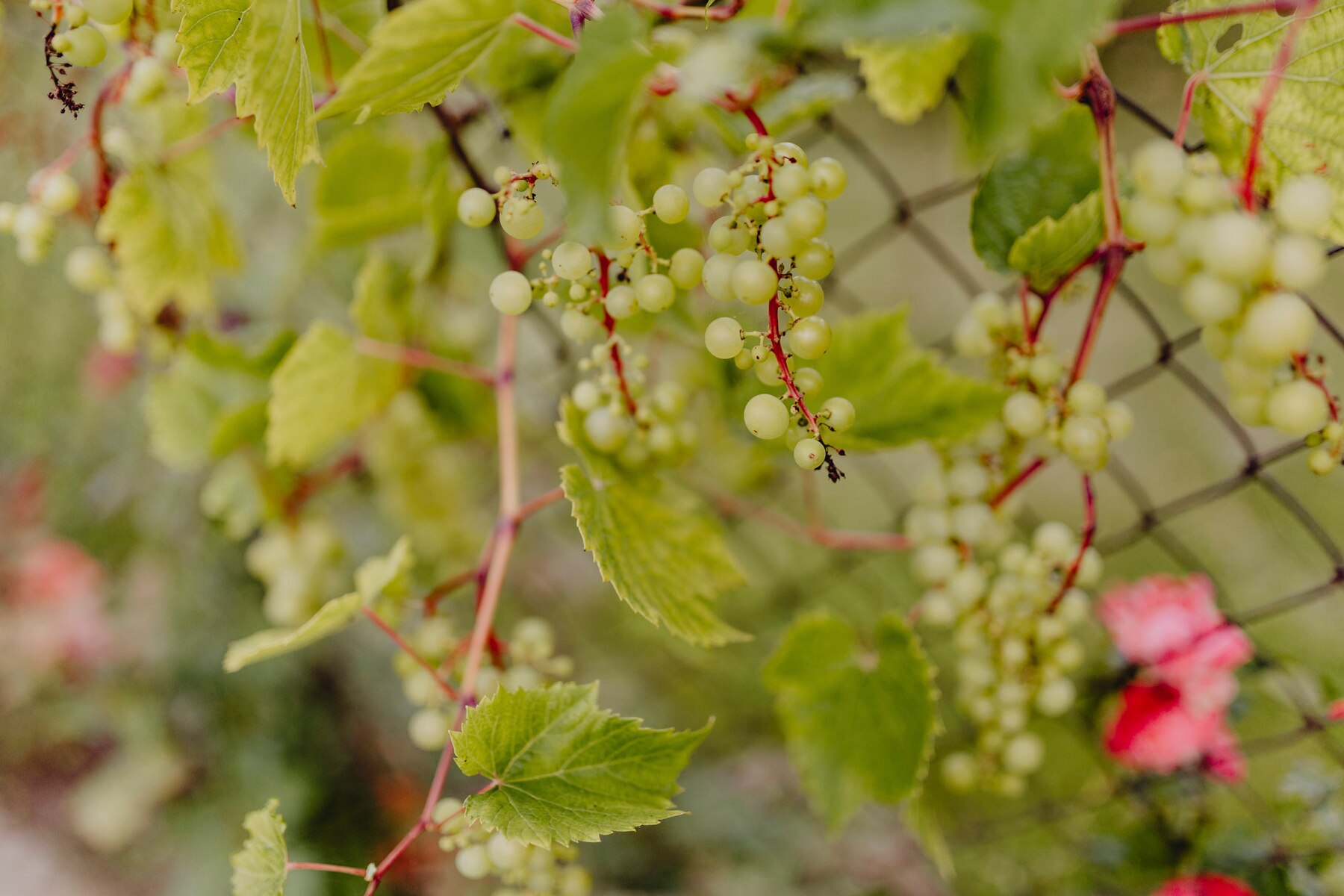 Експерти розповіли, як правильно садити виноград навесні