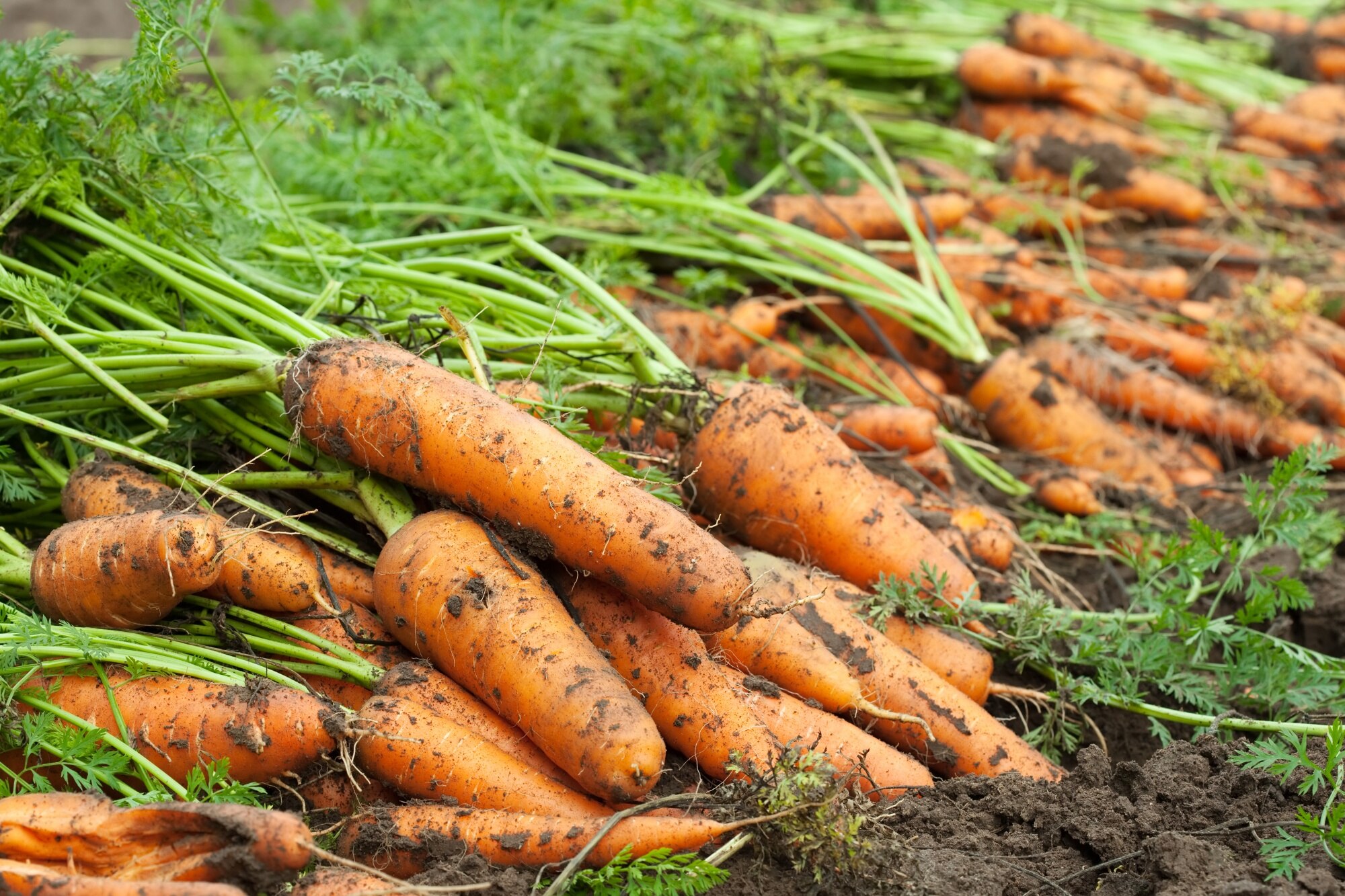 Експерти розповіли, як підготувати ґрунт та насіння для збільшення врожаю моркви