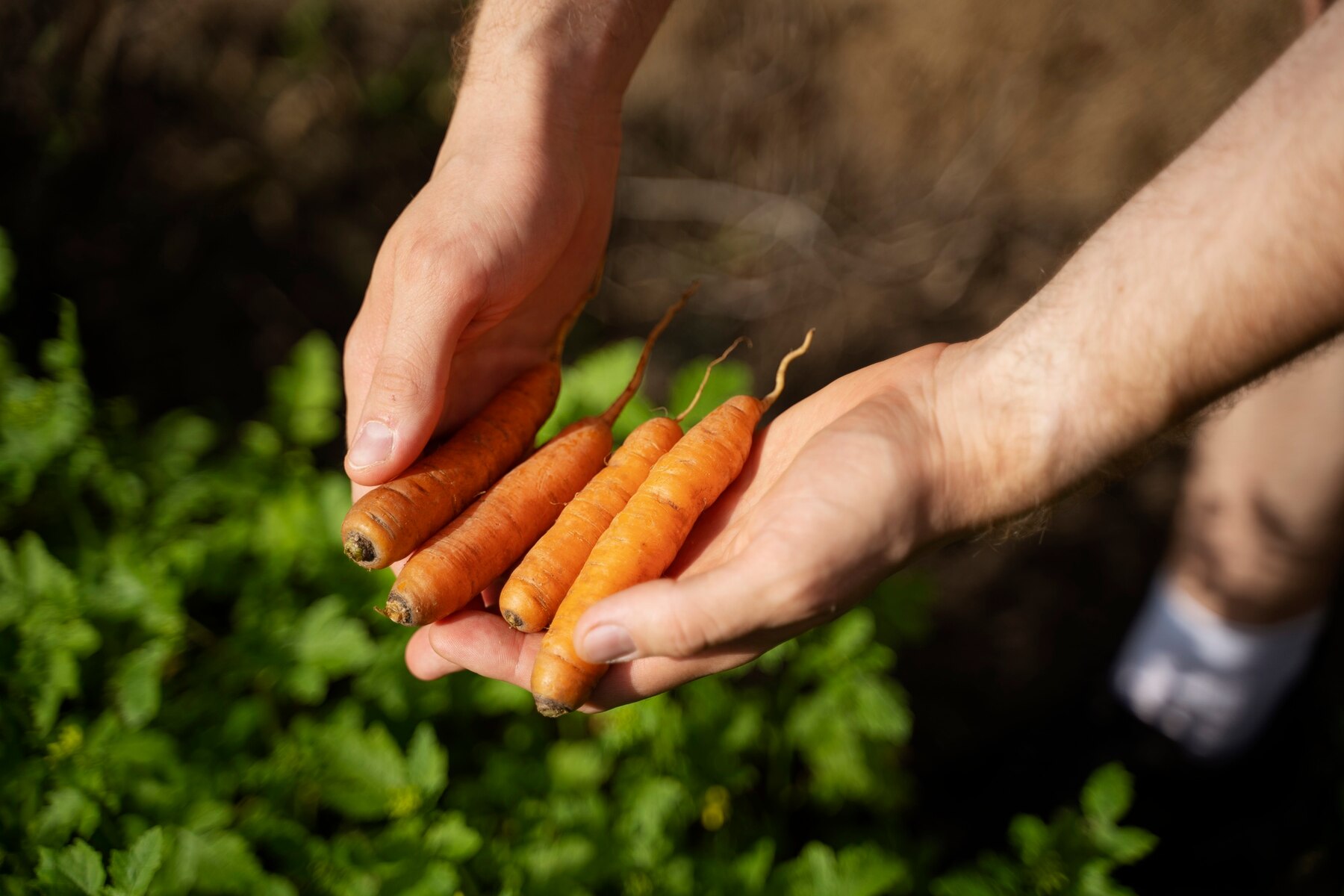 Експерти розповіли, коли краще сіяти моркву, щоб був урожай