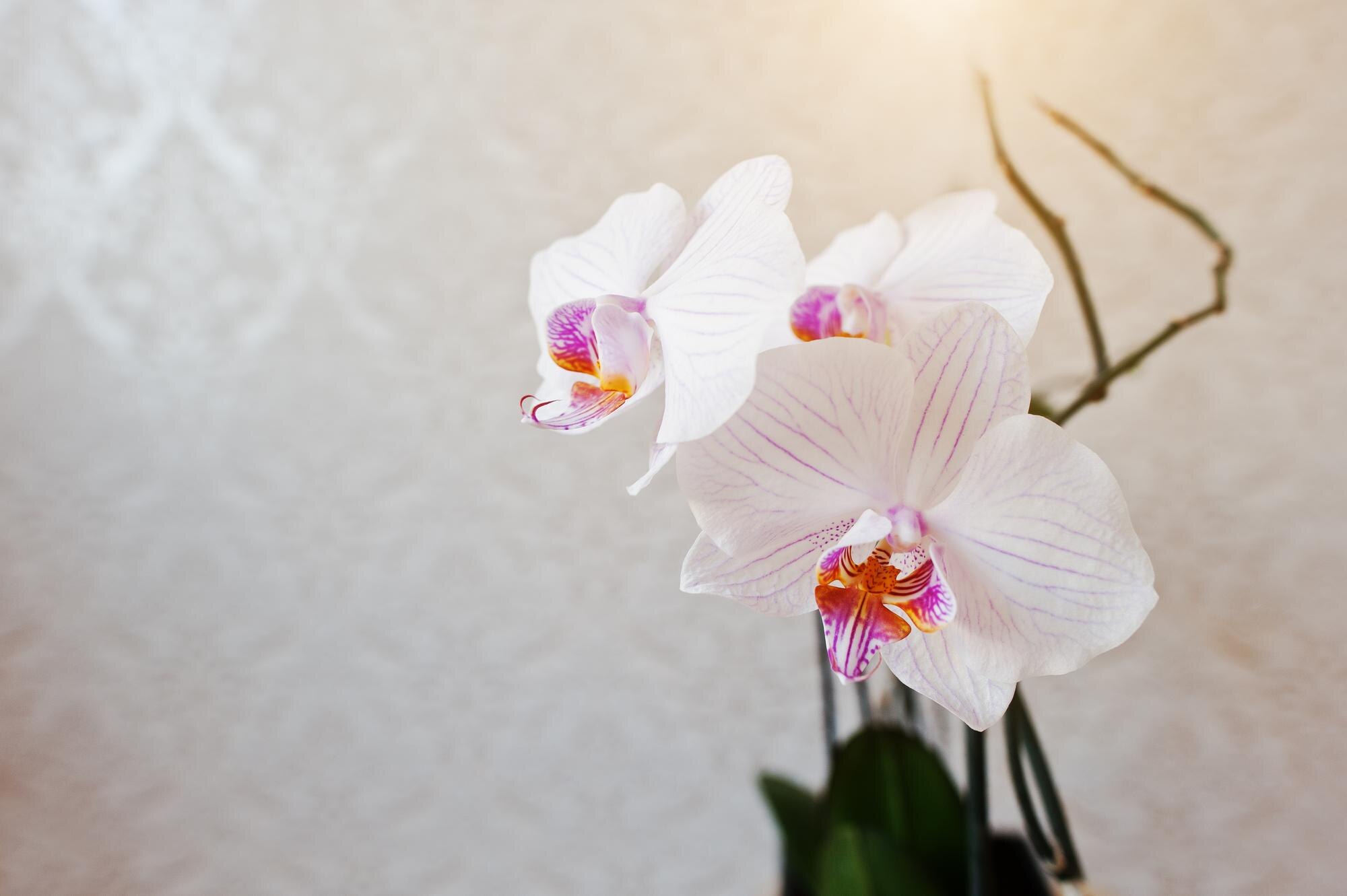 Експерти розповіли, як правильно доглядати за орхідеями, щоб вони жили по 15 років