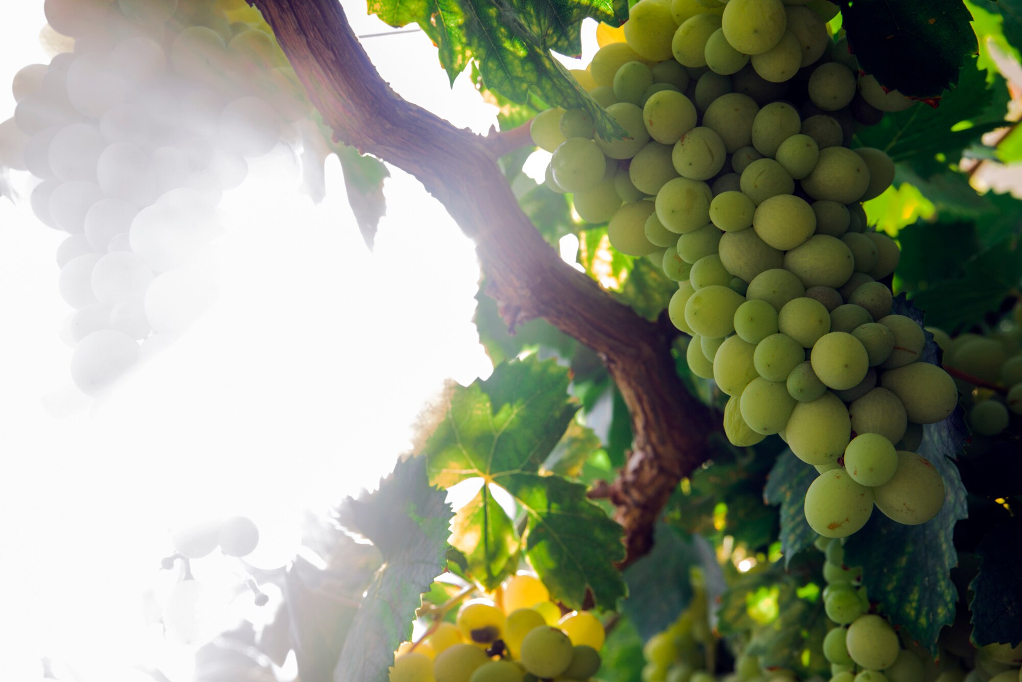 Експерти розповіли, як правильно садити виноград навесні