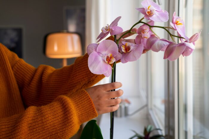 2 простих методи для підживлення орхідеї за допомогою бананової шкірки