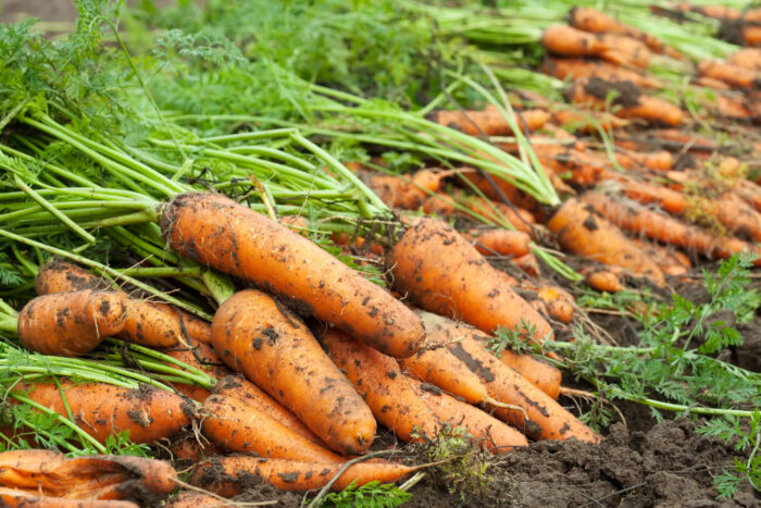 Як посіяти моркву, щоб потім її не прополювати