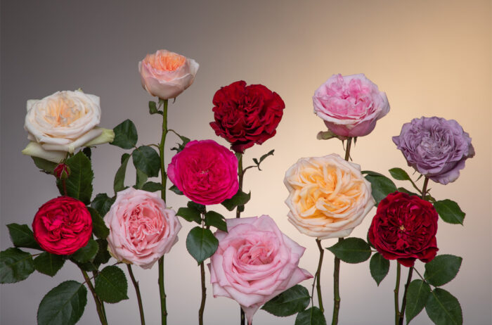 Правильні назви квітів українською: троянда