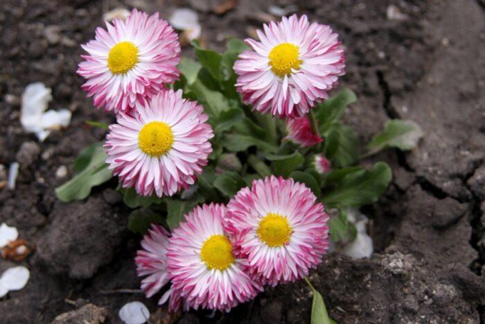 Правильні назви квітів українською: стокротка