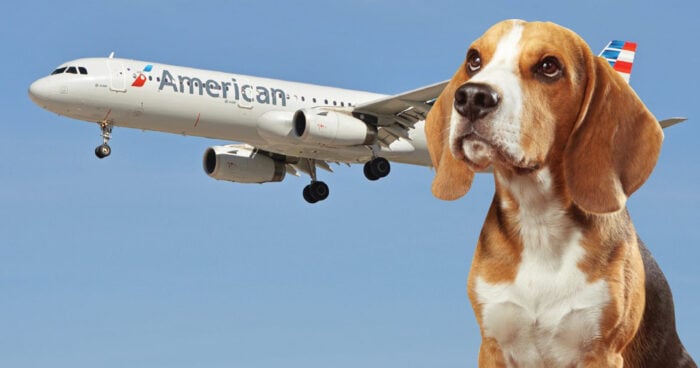 Авіакомпанія Bark Air буде перевозити на літаках собак